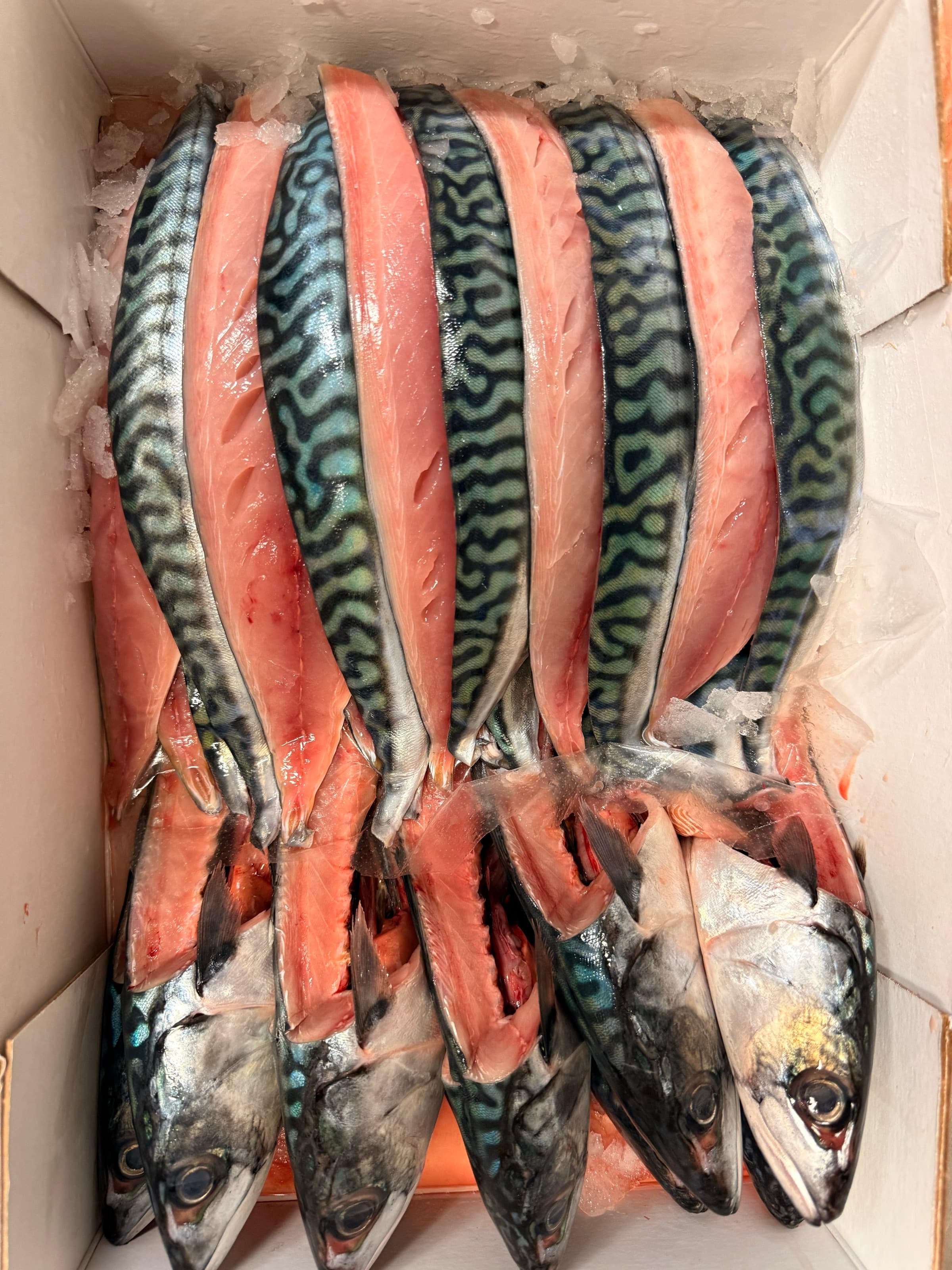 Mackerel — day boat · silver